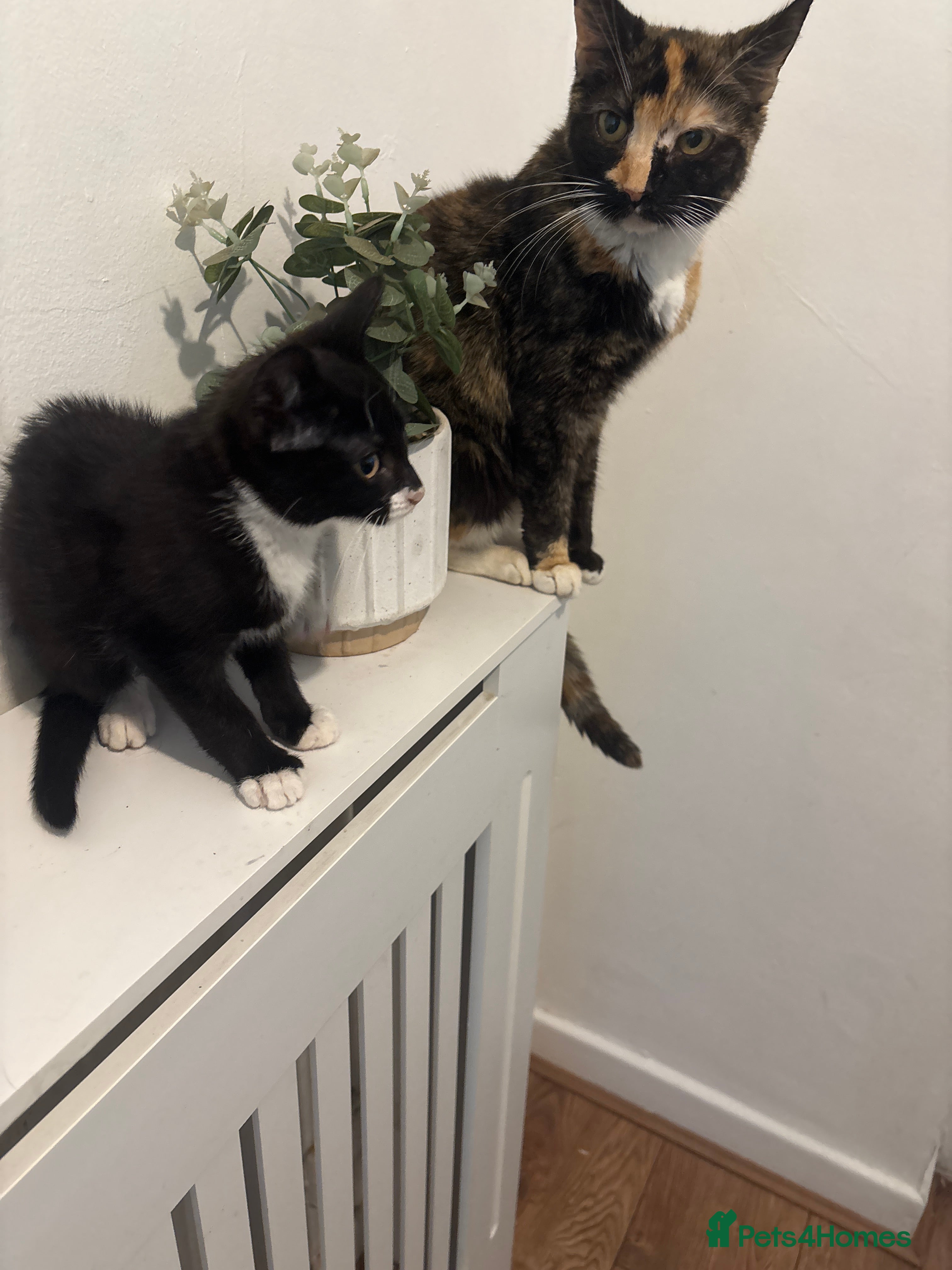 Mixed Breed cats 2 little boy kittens for sale - Advert 3