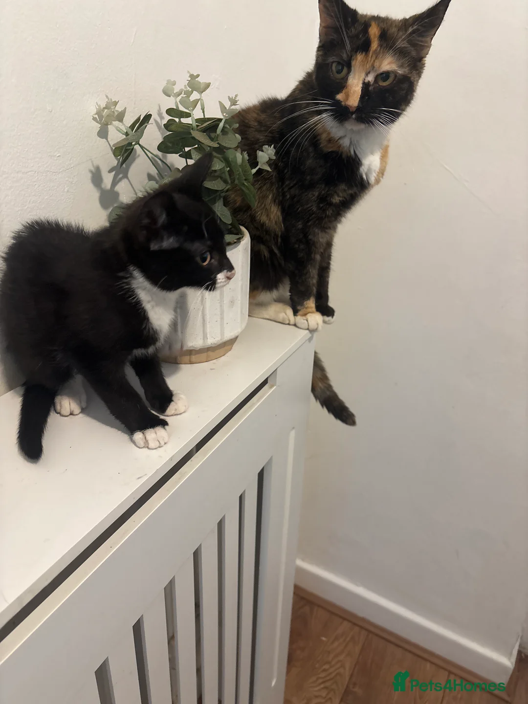 Mixed Breed cats for sale: 2 little boy kittens for sale 9 weeks old  - Advert 1