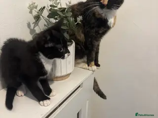 Mixed Breed cats 2 little boy kittens for sale - Advert 2