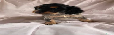 Cocker Spaniel Puppy 4