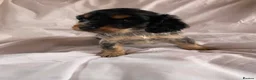 Cocker Spaniel dogs for sale: Blue&Lemon Roan Show Type English cocker puppies  - Advert 21