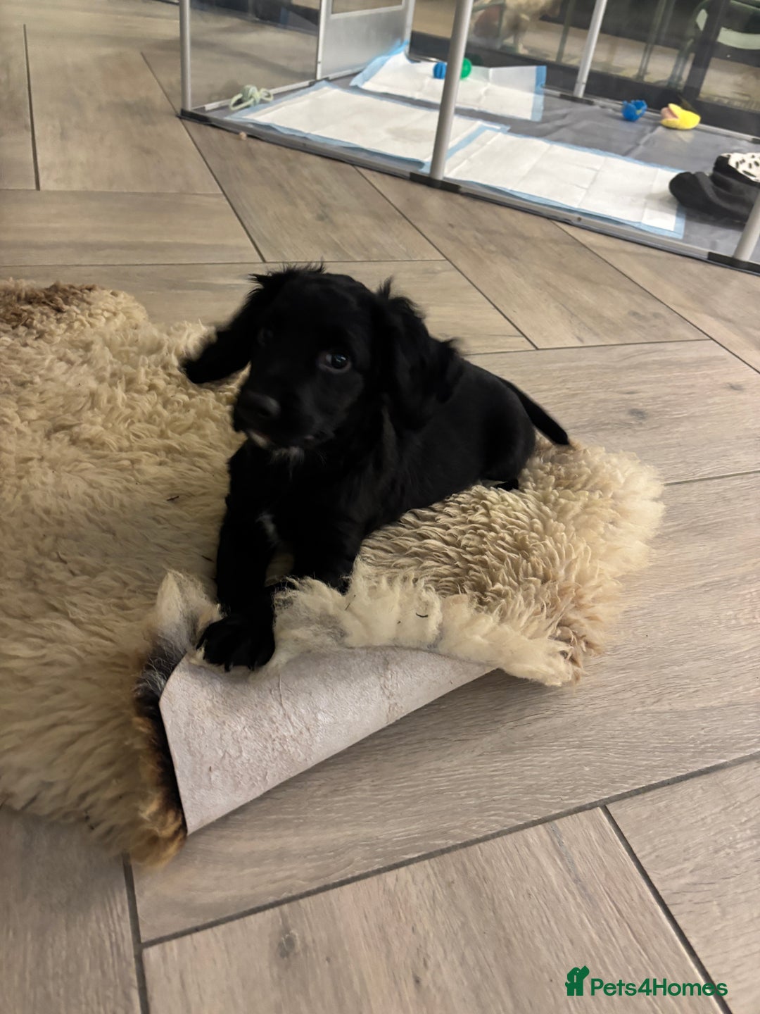 Cocker Spaniel dogs for sale: KC registered cocker spaniels - Image 13