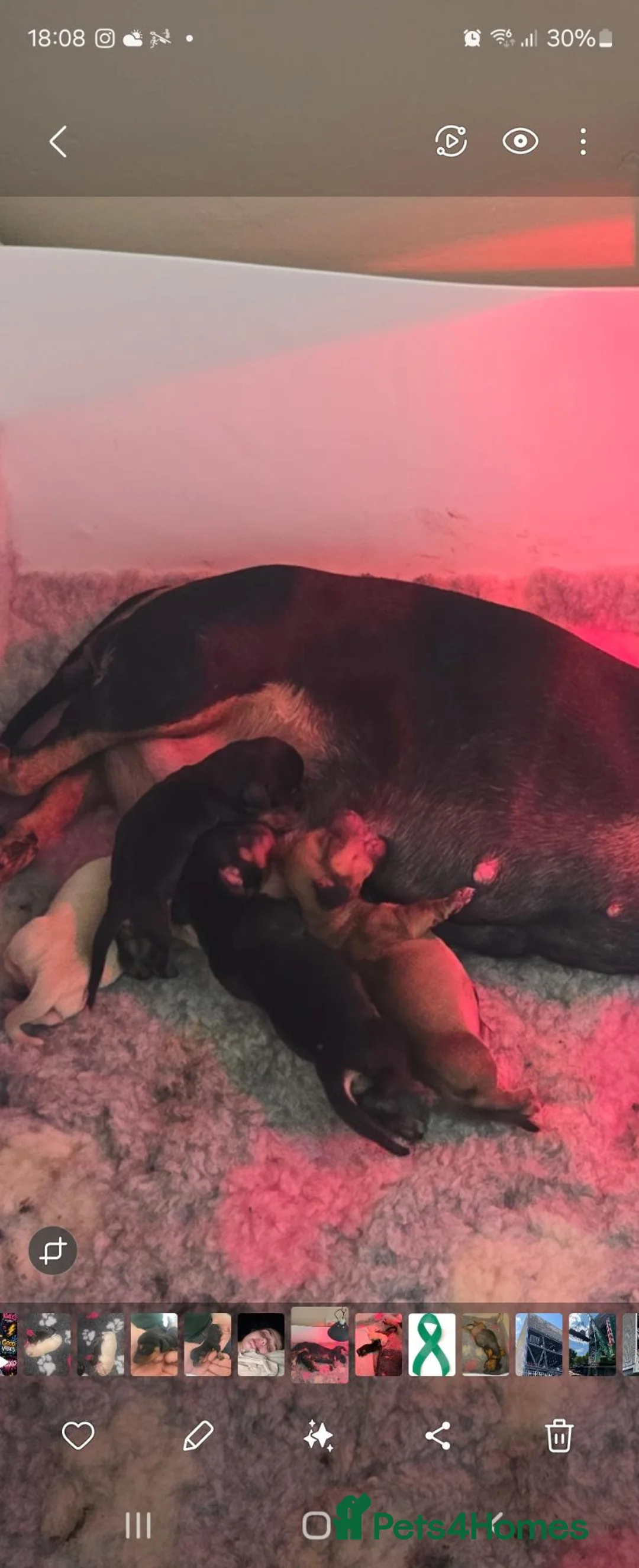 Miniature Dachshund dogs for sale: Miniature Dachshunds - Advert 28