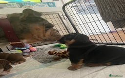 English Bulldog dogs for sale: Chunky English Bulldog Puppies  - Image 25