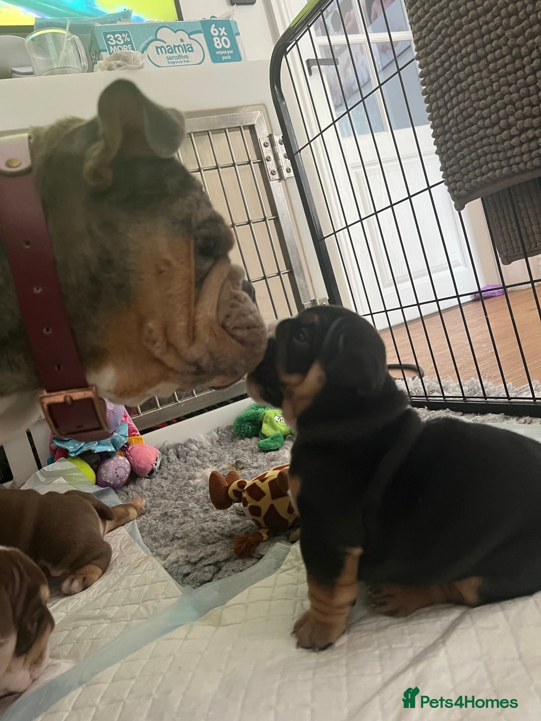 English Bulldog dogs for sale: Chunky English Bulldog Puppies  - Image 25