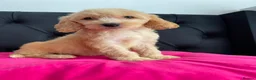 Cockapoo dogs for sale: Cockerpoo Puppies  - Advert 31