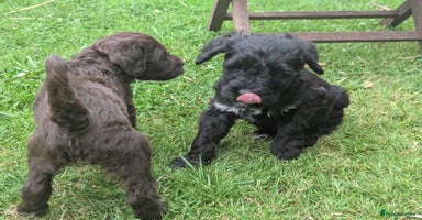 Portuguese Water Dog dogs in Oakham - Advert 12