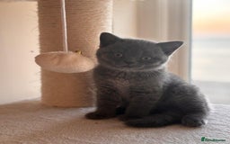 British Shorthair cats for sale: Quality GCCF British Shorthair Kittens - Image 5
