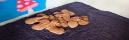 Hungarian Vizsla dogs for sale: Pedigree Hungarian Vizsla pups. Show/working/pet - Advert 9