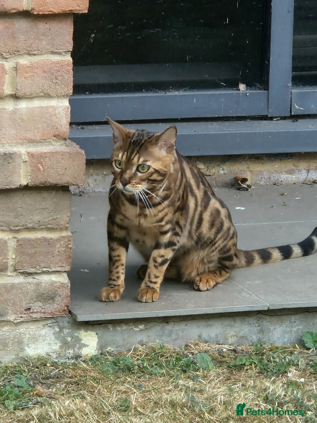 Bengal cats for sale: Gorgeous Bengal Glitter Boy - Advert 6