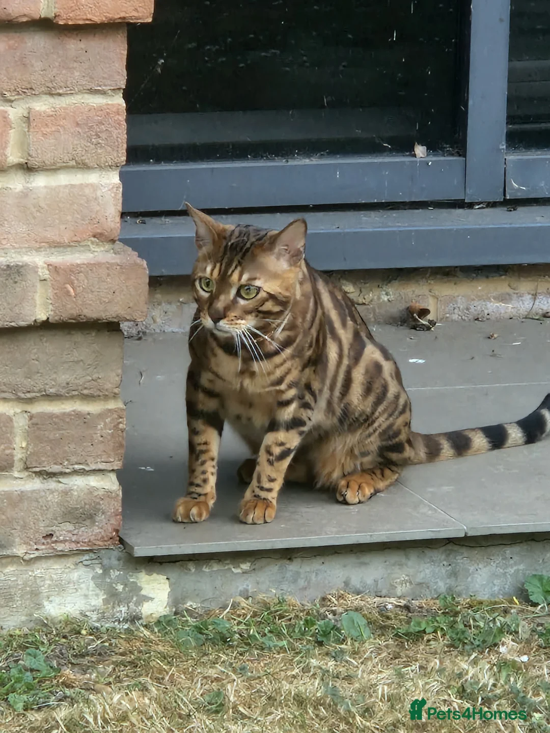 Bengal cats for sale: Gorgeous Bengal Glitter Boy - Advert 6