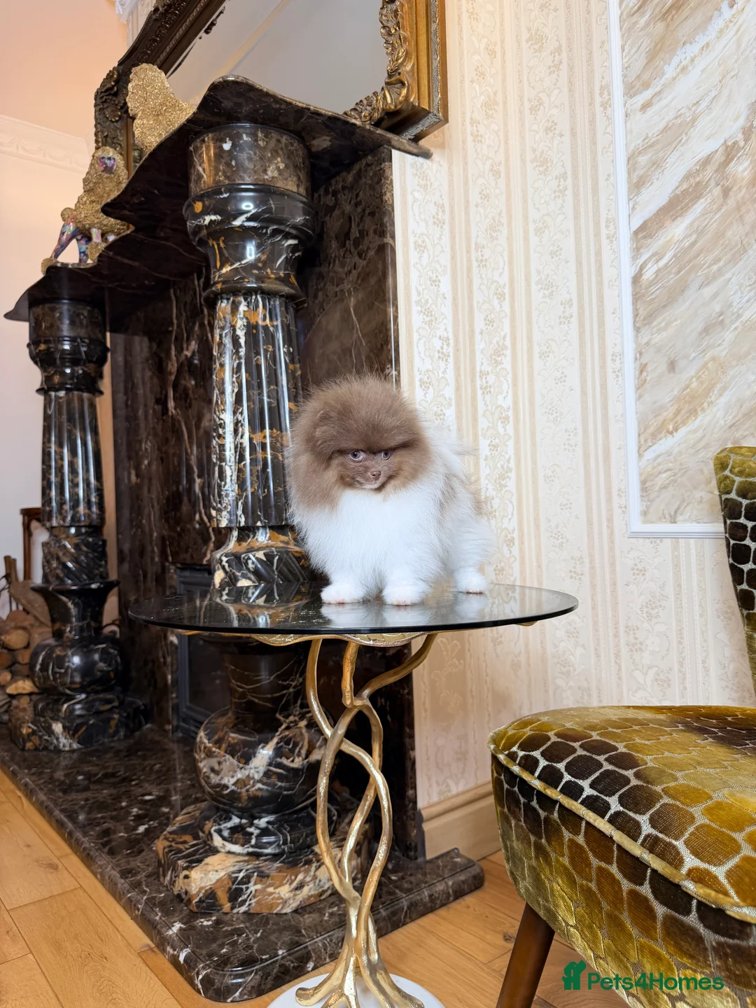 Pomeranian dogs for sale: Cute Pomeranian Boys and Girls  - Advert 26