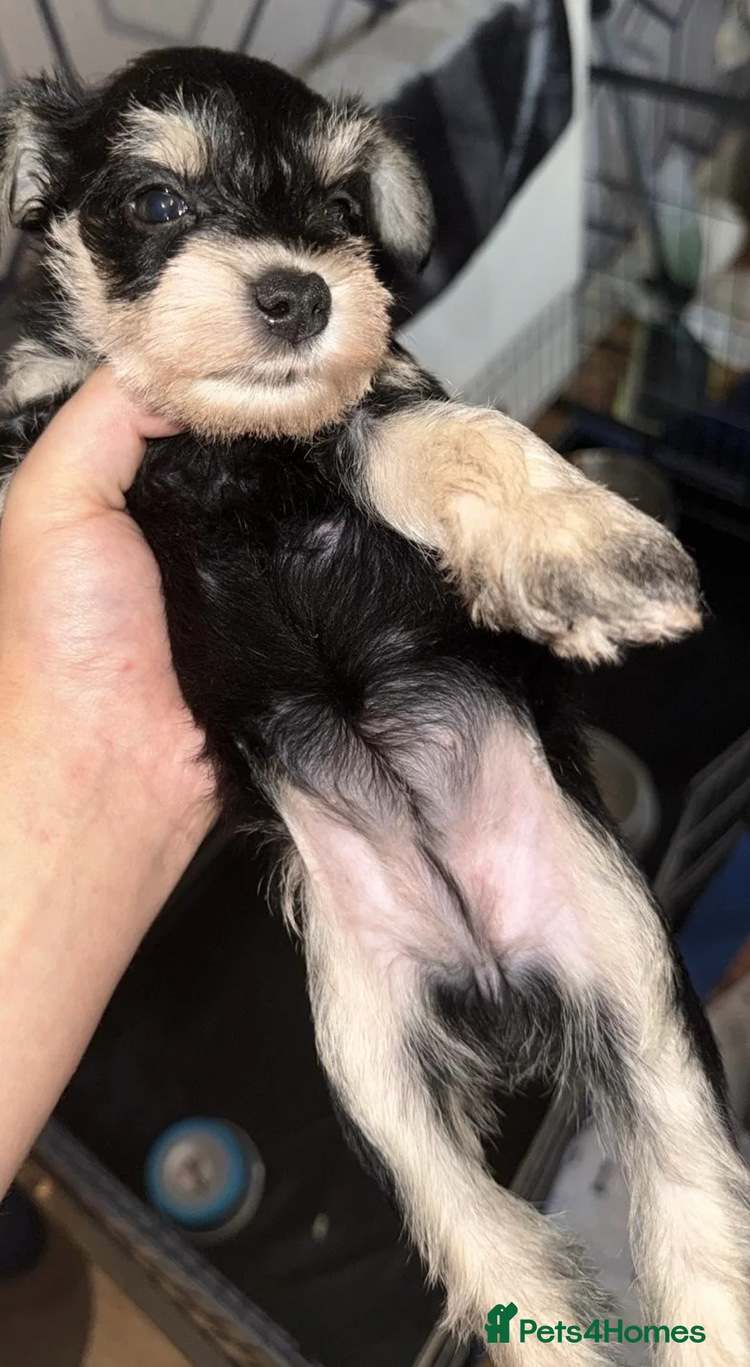 Miniature Schnauzer dogs for stud: *mini white kennel club schnauzer stud**HEALTH * in Upminster - Advert 6