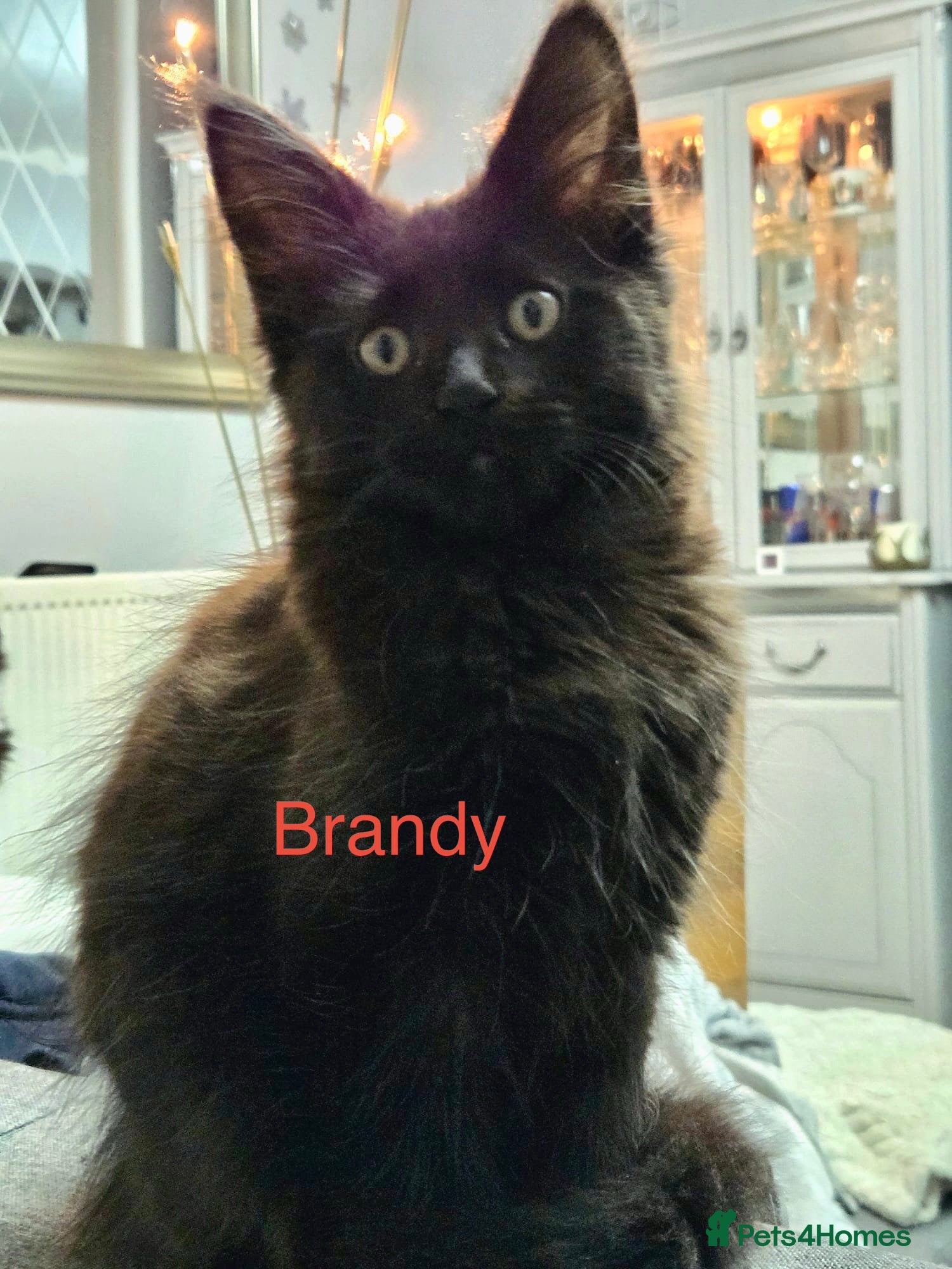 Maine Coon cats Stunning Pedigree Maine Coon Kittens for Sale - Advert 4