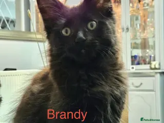 Maine Coon cats Stunning Pedigree Maine Coon Kittens for Sale - Advert 12