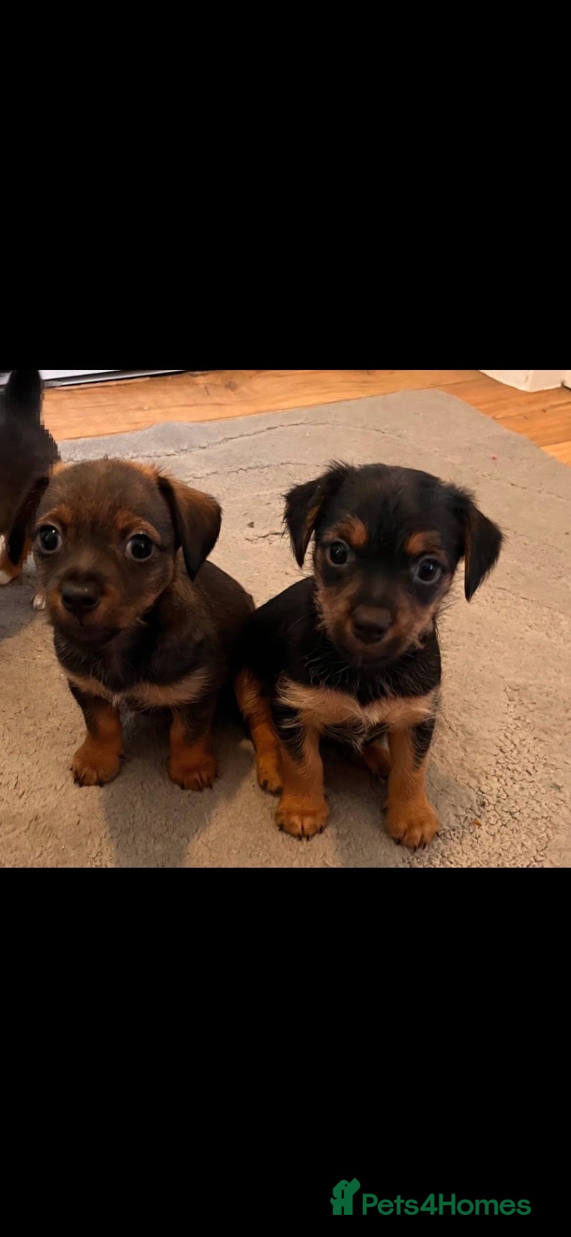 Mixed Breed dogs Dashund and Yorkshire terrier puppies - Advert 1