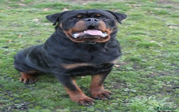 Rottweiler dogs for sale: Exceptional Rottweiler Puppies - Advert 5