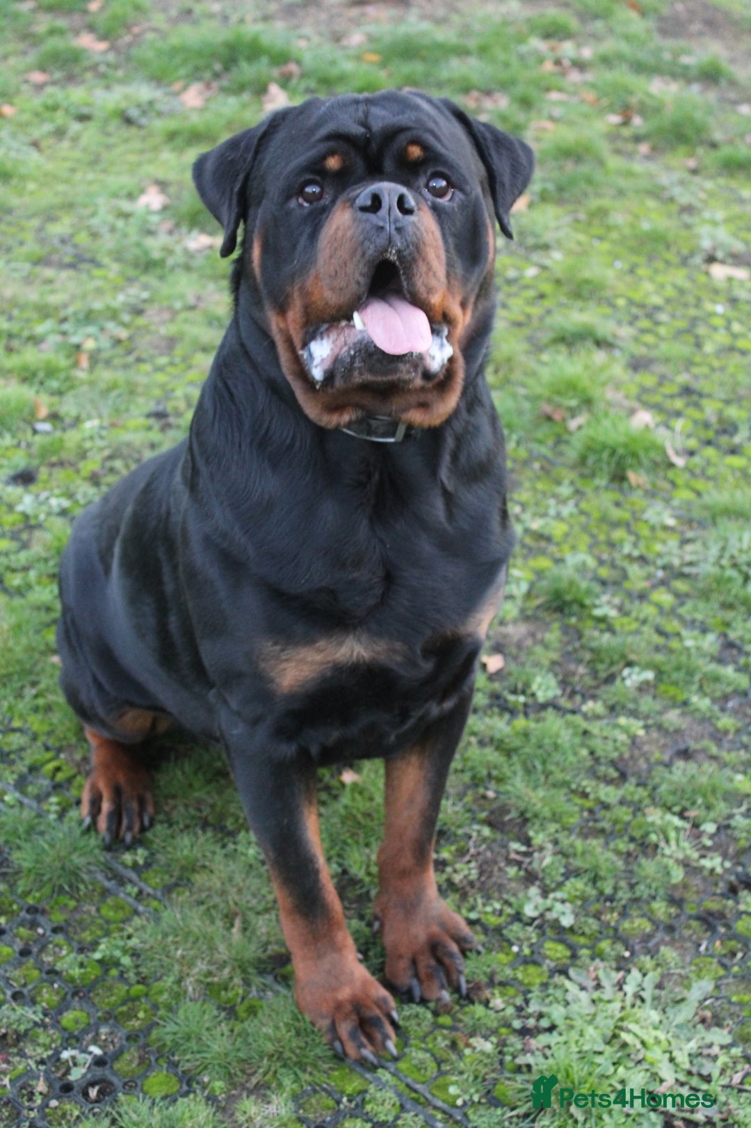 Rottweiler dogs for sale: Exceptional Rottweiler Puppies - Advert 5