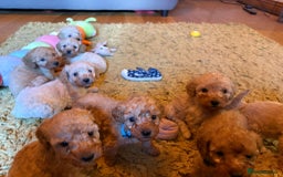 Cockapoo dogs for sale: Teddy bear cute Tiny Cockapoos  - Advert 20