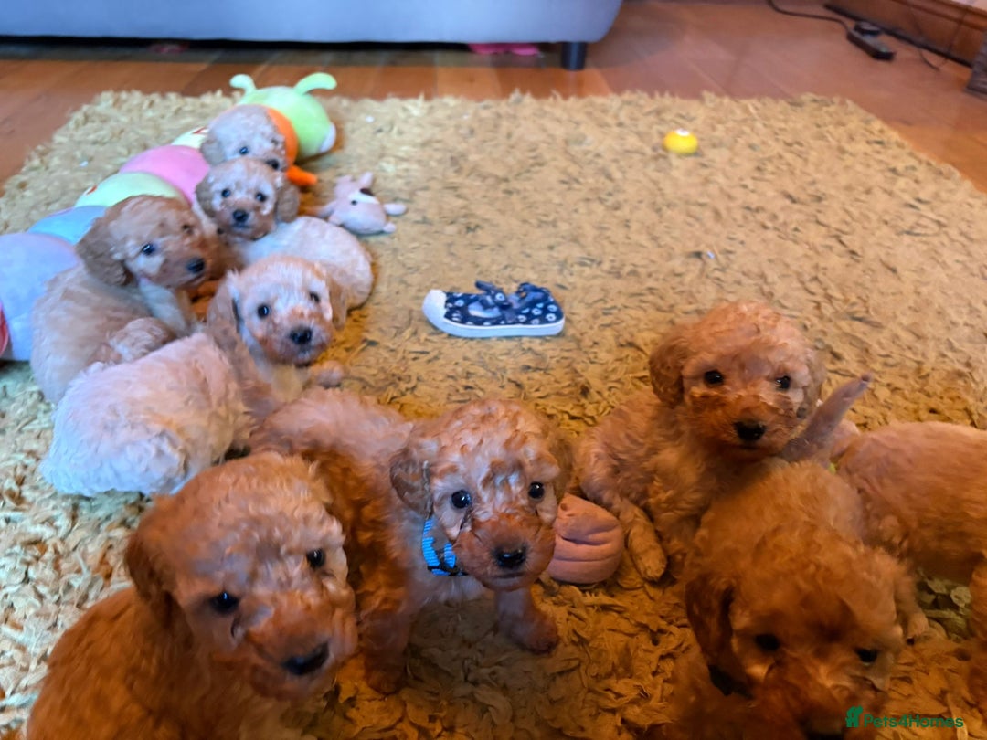 Cockapoo dogs for sale: Teddy bear cute Tiny Cockapoos  - Advert 20