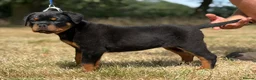 Rottweiler dogs for sale: ⭐️ Best Breeding in the UK 🇬🇧 ⭐️ - Advert 6