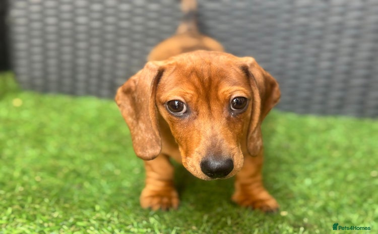 Dachshund dogs - Advert 1