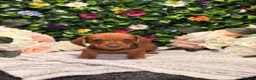 Dachshund dogs for sale: Standard Dachshund Puppies - READY NOW - Advert 30