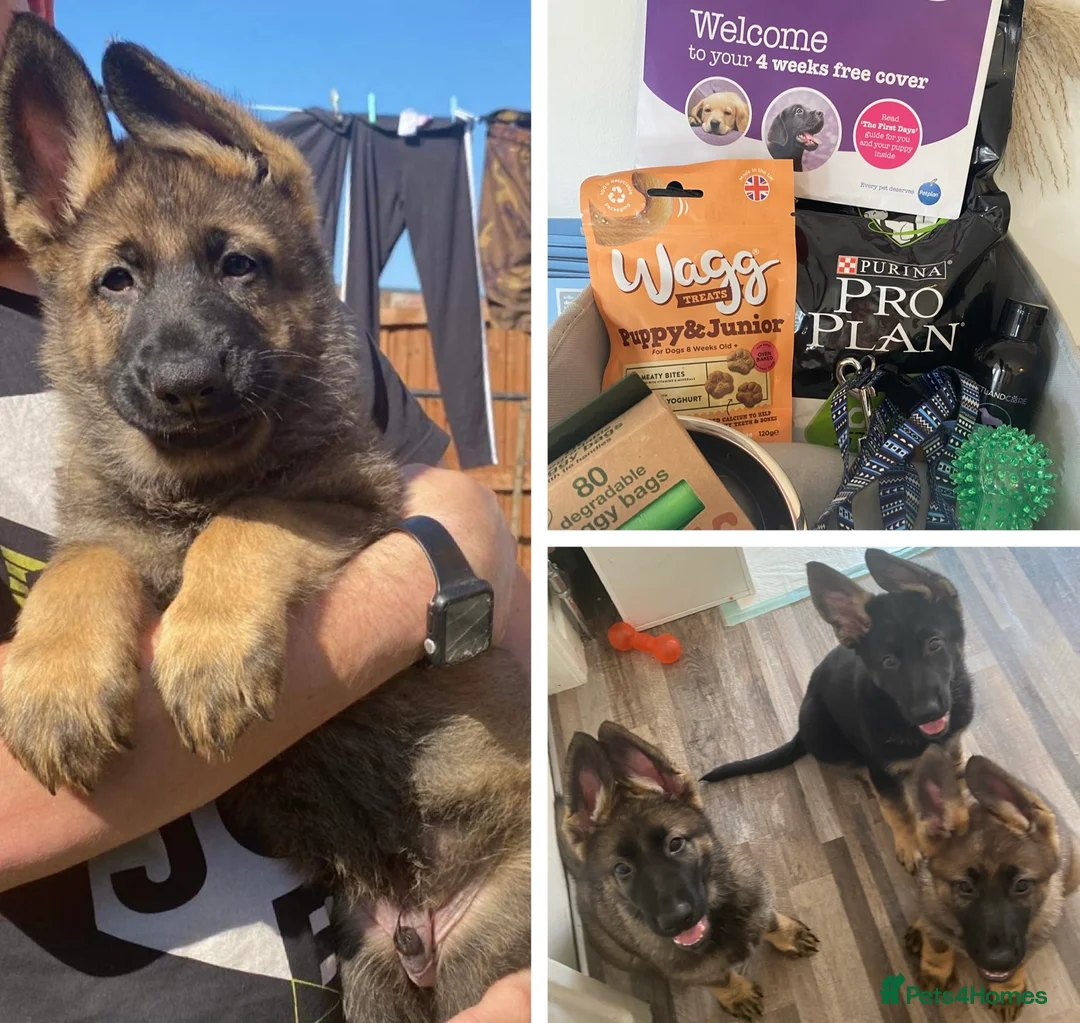 German Shepherd dogs for sale: Beautiful German shepherd pups **DM Clear!** - Advert 12