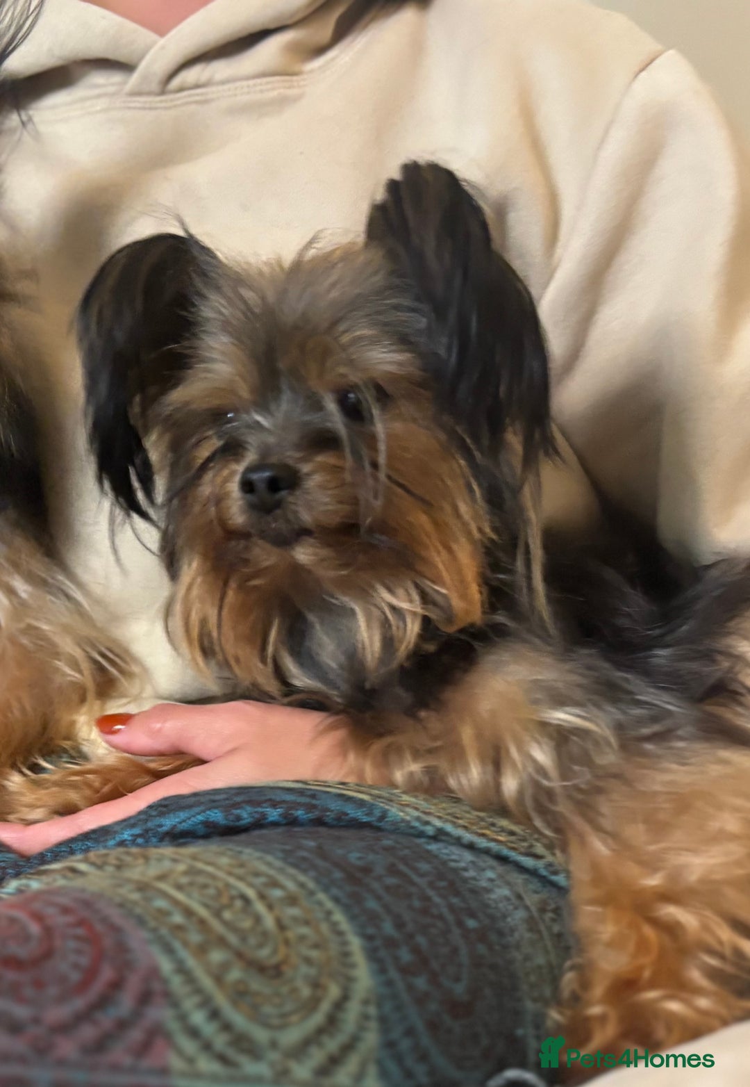 Yorkshire Terrier dogs for sale: ♥️ 2 Yorkshire Terrier girls ♥️  - Image 8