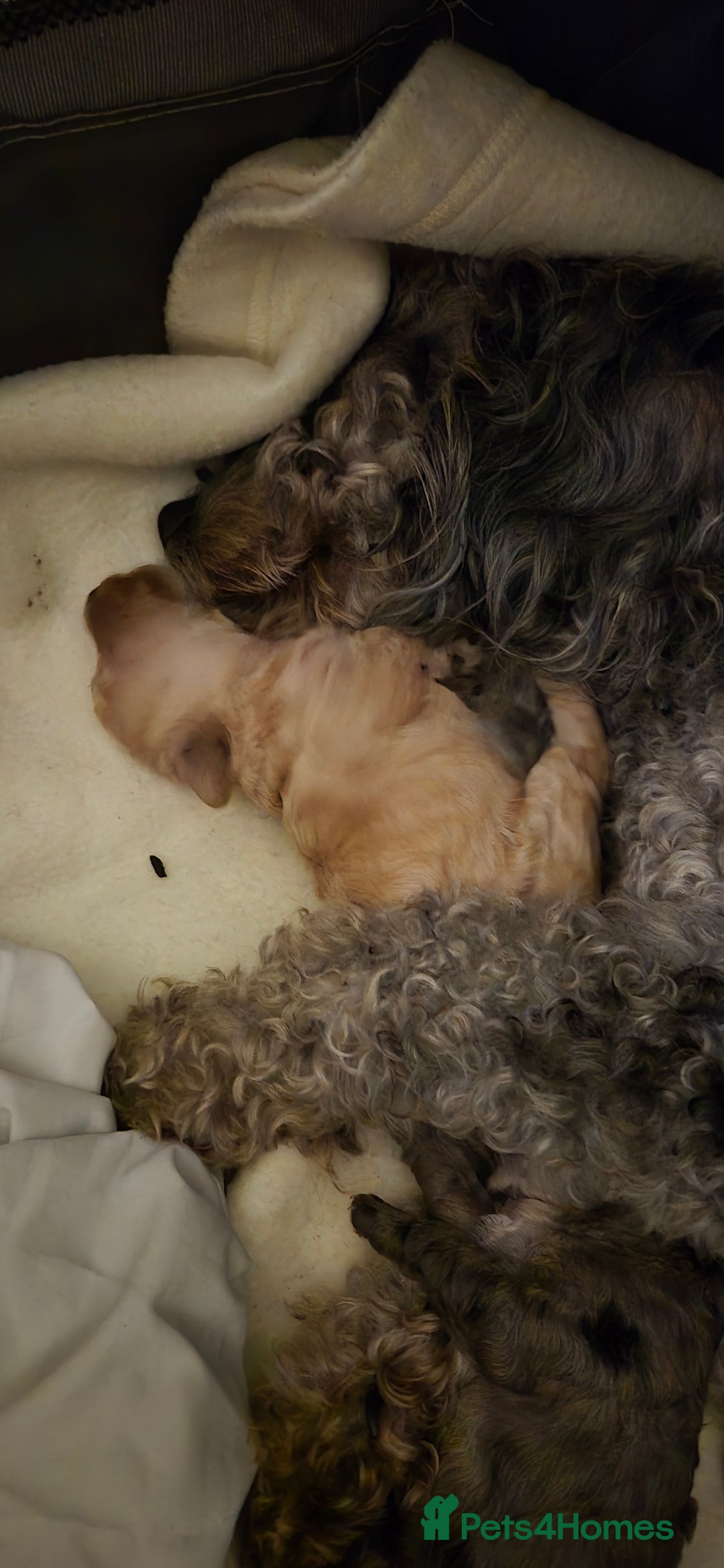 Mixed Breed dogs for sale: Gorgeous cavapoochon puppies - Image 2