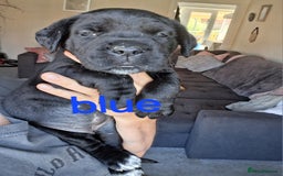 Cane Corso dogs for sale: Gorgeous Cane Corso pups - 2 chunky girls left! - Image 10