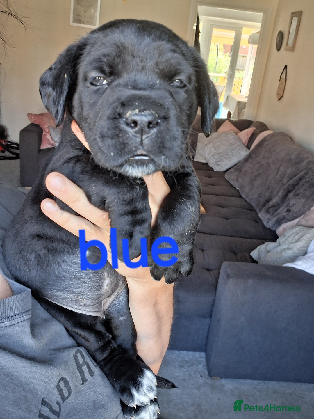 Cane Corso dogs for sale: Gorgeous Cane Corso pups - 2 chunky girls left! - Image 10