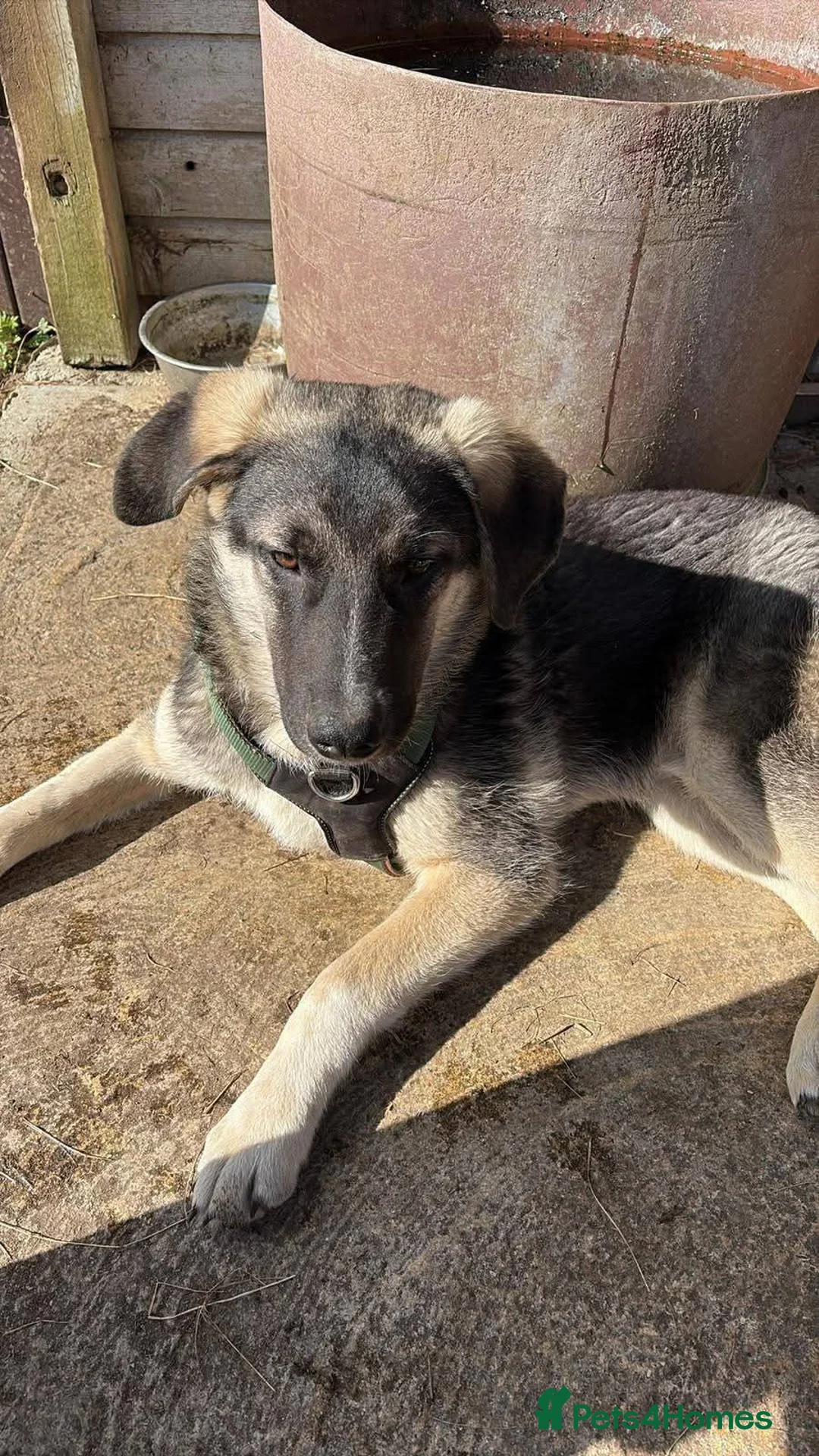 Mixed Breed dogs for adoption: Meet Neptune,currently residing in Oxfordshire  in Faringdon - Advert 2