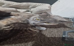 Mixed Breed cats for sale: 😻 Scottish Mix Cuties - Image 8