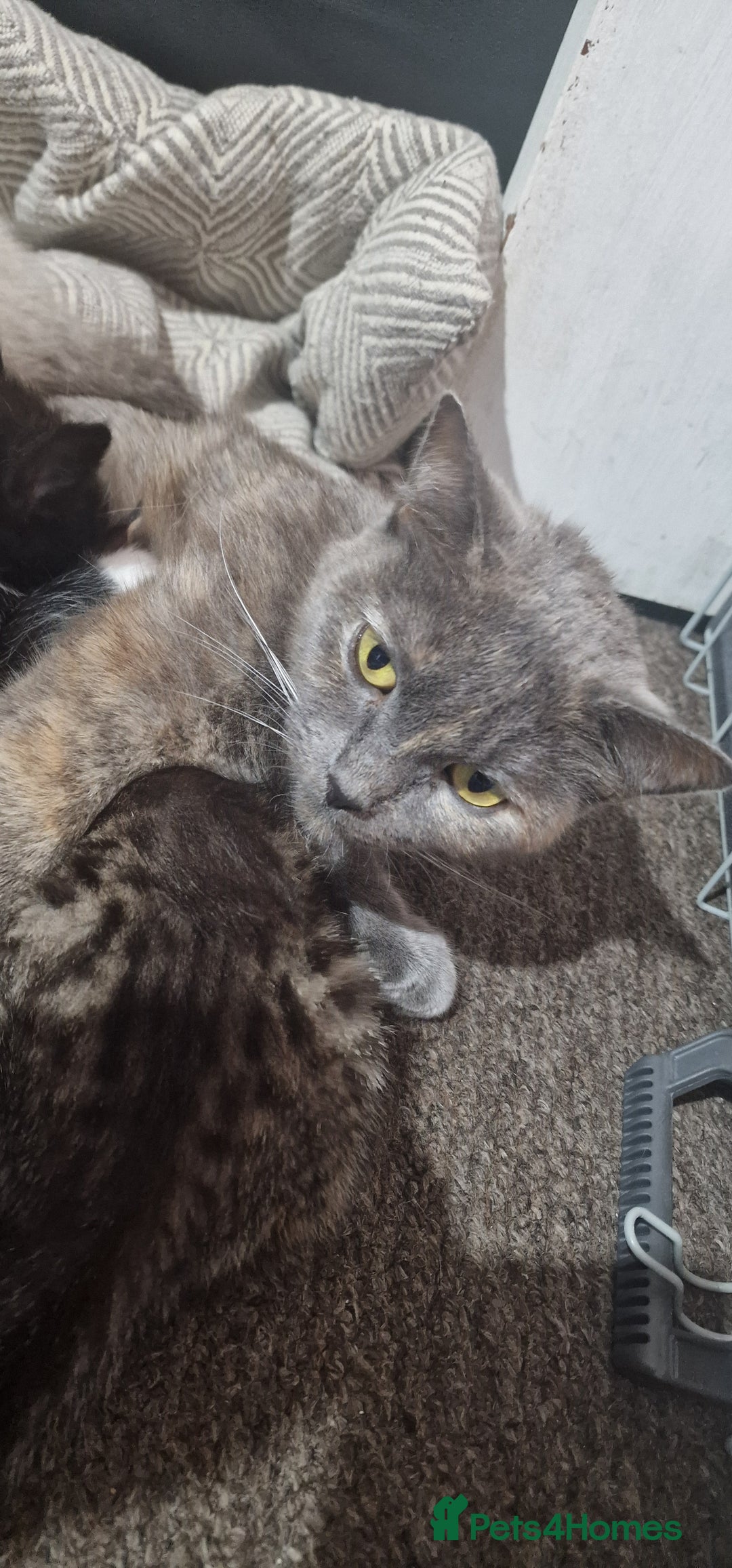 Mixed Breed cats for sale: 😻 Scottish Mix Cuties - Image 8