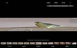 Canaries birds for sale: Two Canary Birds for sale, £20 each - Image 4