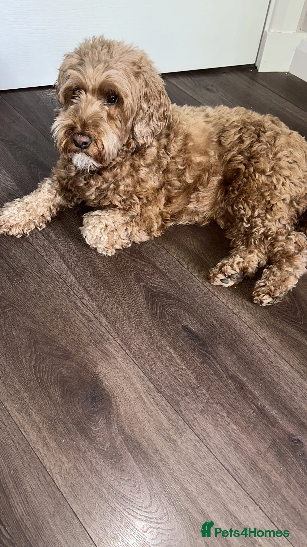 Cockapoo dogs for sale: Fox Red Stunning F2 Cockapoo  - Advert 2