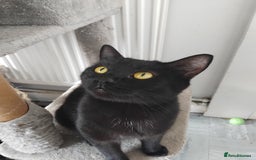 British Shorthair cats for sale: Female kitten  - Image 9