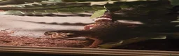 Leopard Gecko reptiles for sale: Leopard gecko for sale in Edgware - Advert 6