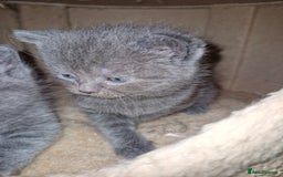 Scottish Fold cats for sale: Scottish fold kittens with straight ears - Advert 12