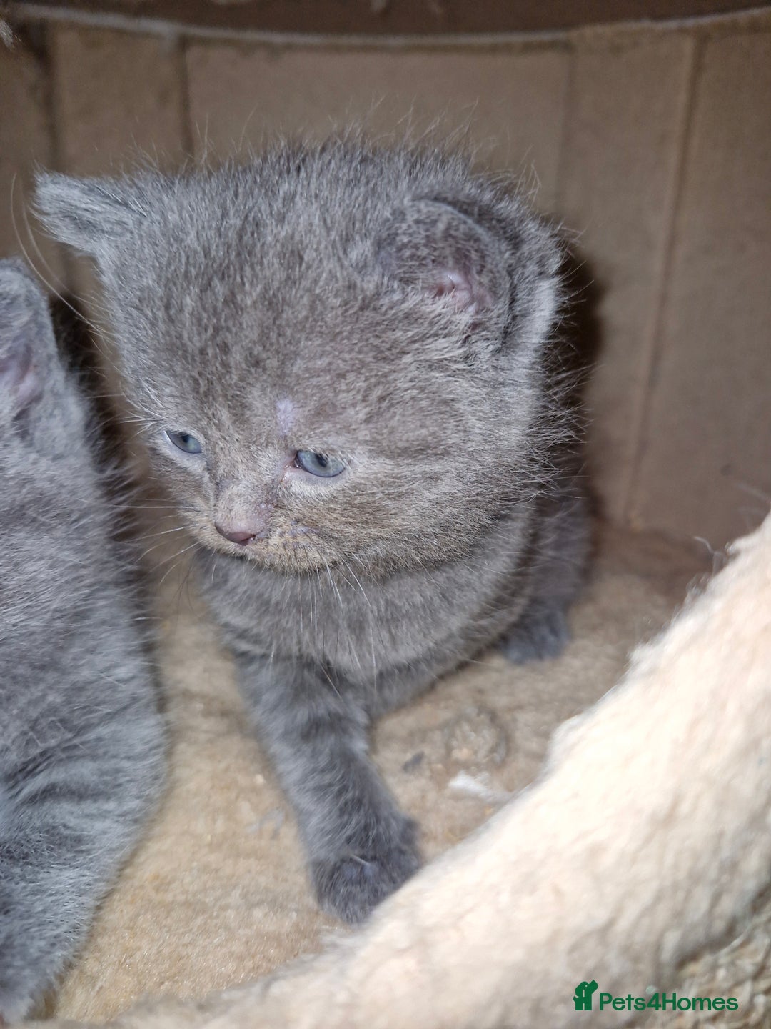 Scottish Fold cats for sale: Scottish fold kittens with straight ears - Advert 12
