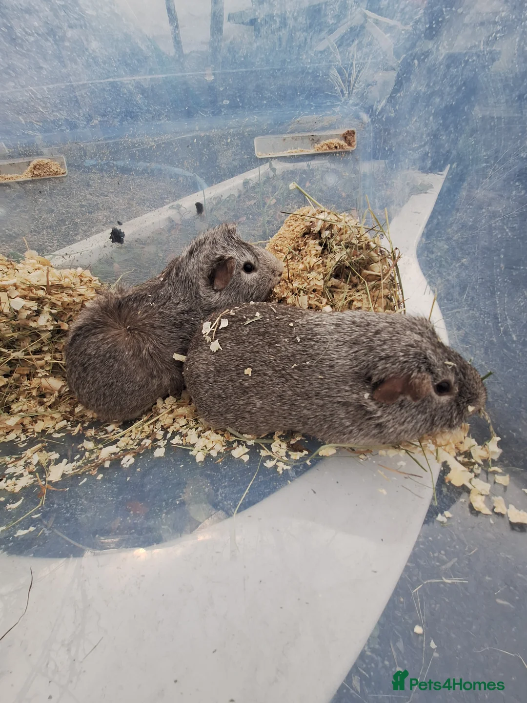 Guinea Pig rodents for sale: A pair of male guinea pigs for sale £30 - Advert 2