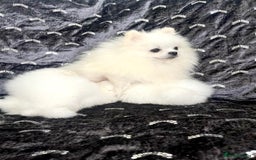 Pomeranian dogs for sale: Top Quality 🐼 Championship Lines - Image 16