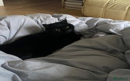 British Shorthair cats for sale: Kuro - Black British Shorthair - Advert 6