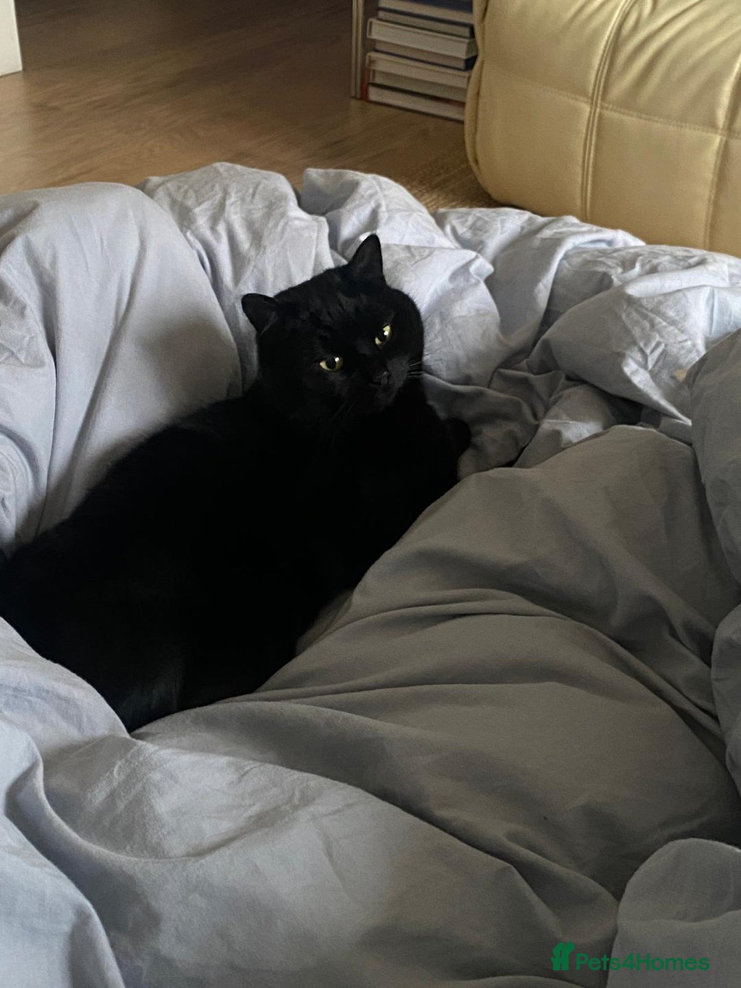 British Shorthair cats for sale: Kuro - Black British Shorthair - Advert 6