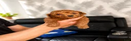 Cavapoo dogs for sale: Cavapoo Pups 🧸READY TO LEAVE JUL 12!!! - Advert 5
