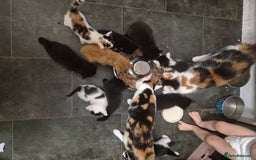Mixed Breed cats for sale: Gorgeous kittens long and short haired - Image 13