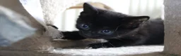 Mixed Breed cats for sale: 6 kittens for sale in Stourbridge - Advert 11