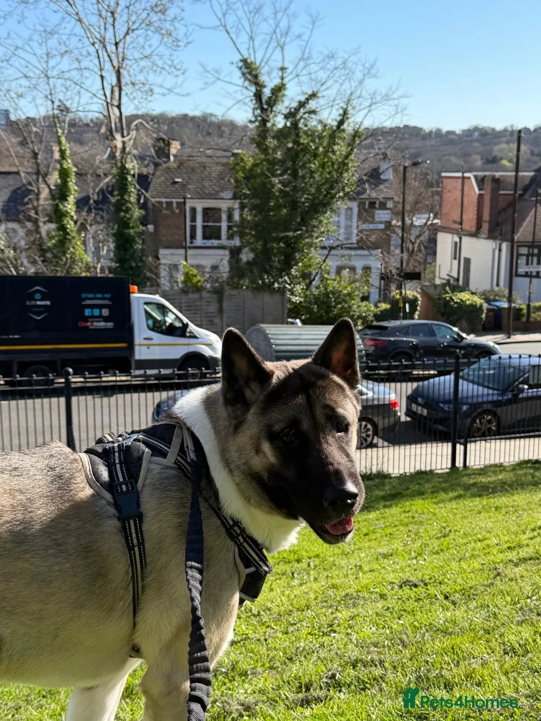 Akita dogs for stud: Jazz, American akita  in London - Advert 2