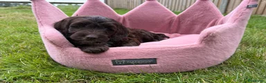Cockapoo 1